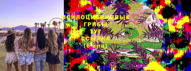 купить   Бикин  Псилоцибиновые грибы Psilocybine cubensis 